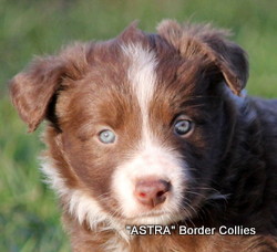Red and white Male border collie puppy